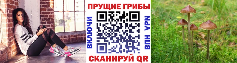 купить наркотик  Железногорск-Илимский  Галлюциногенные грибы Cubensis 
